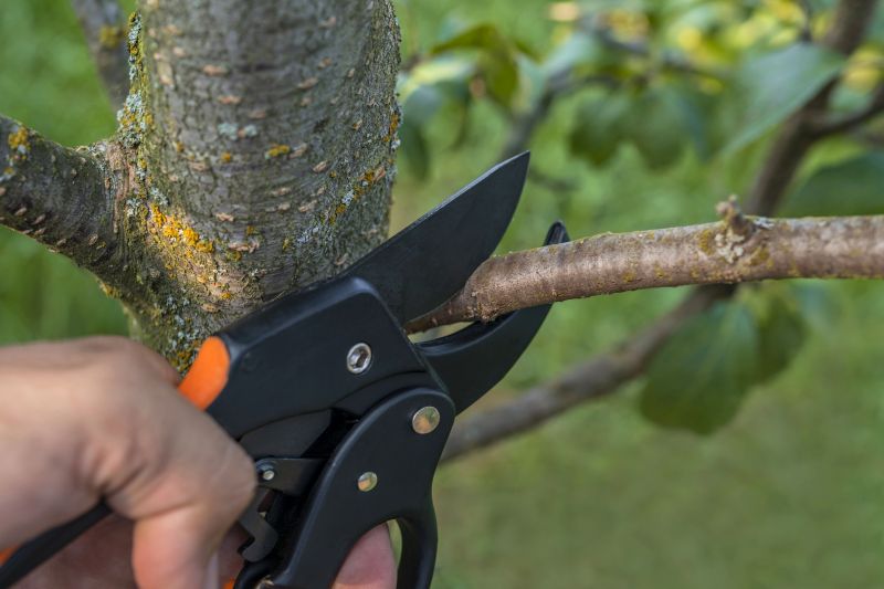 Apple Tree Trimming