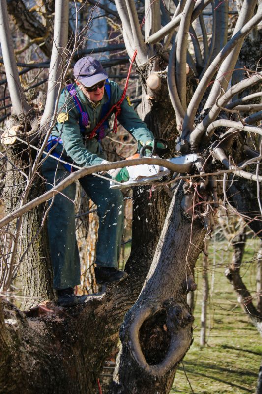 Arborist Performing Pruning