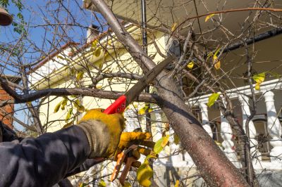 Tree Health Maintenance