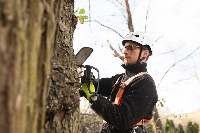 Safety Gear for Tree Trimming