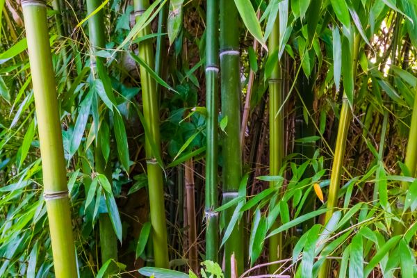 Bamboo Trimming in Folsom