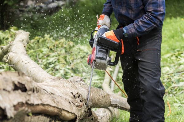 Branch Removal Service in Folsom