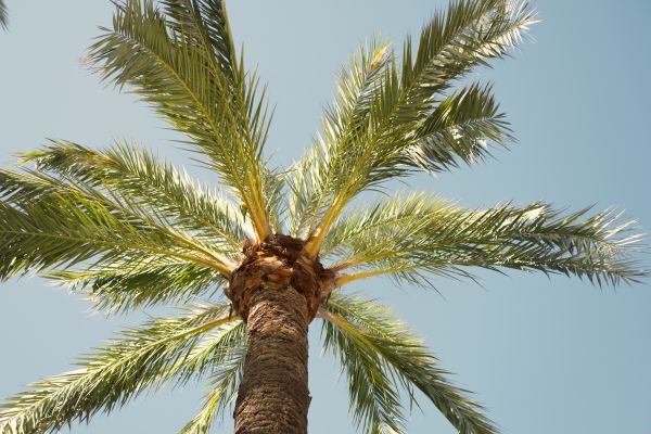 Palm Tree Pruning in Folsom