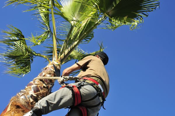 Palm Tree Trimming in Folsom