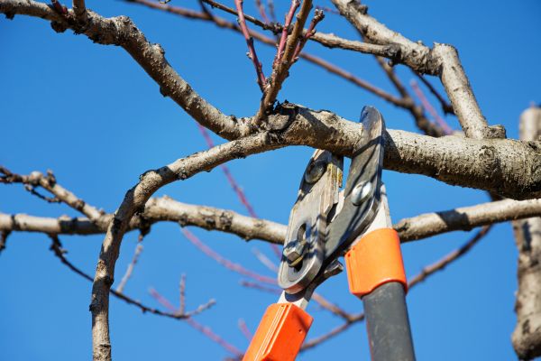 Residential Tree Service in Folsom