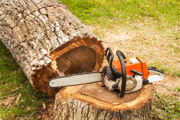 Tree Cutting Service in Folsom