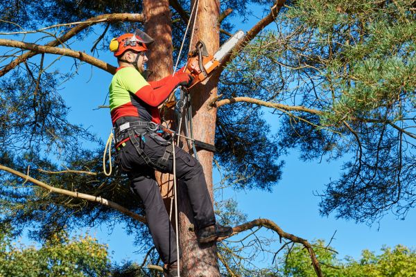Tree Service in Folsom