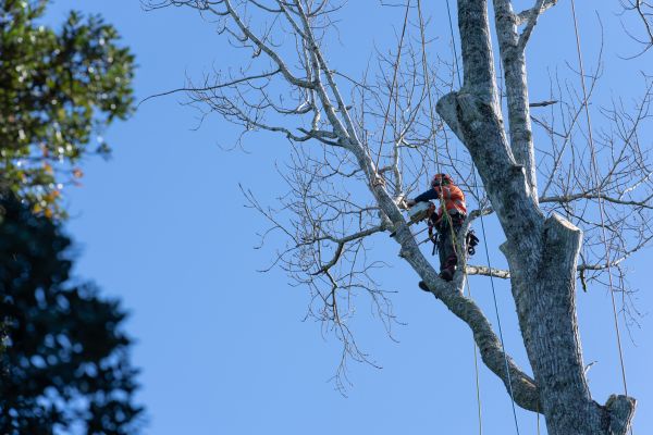 Tree Topping Service in Folsom
