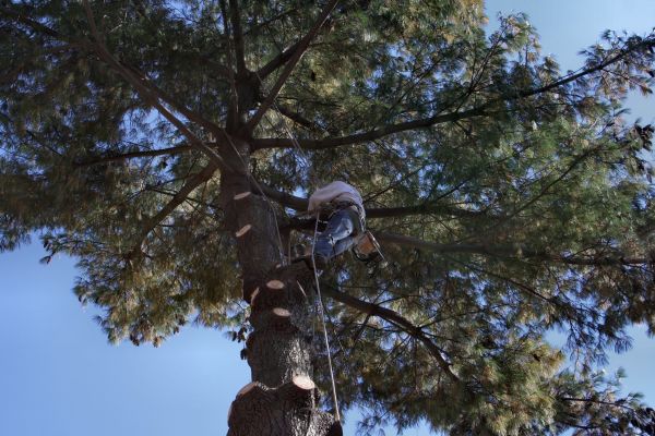 Trimming Service in Folsom
