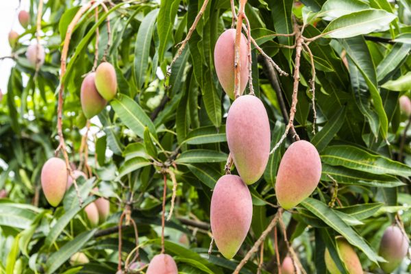 Mango Tree Trimming in Folsom