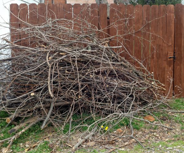 Dead Branch Removal in Folsom