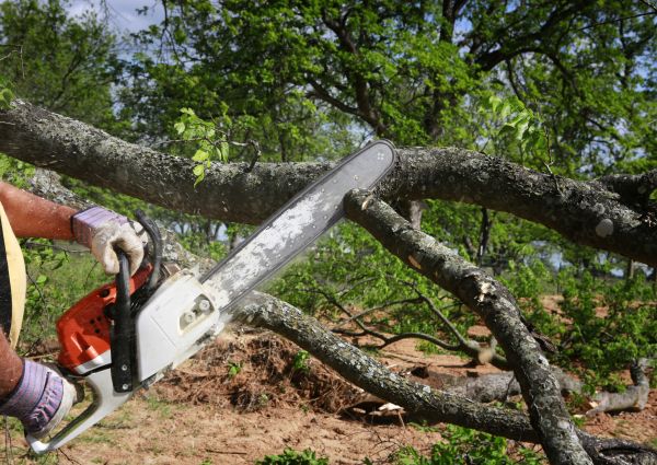 Tree Branch Cutting in Folsom