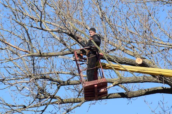 Emergency Tree Trimming in Folsom