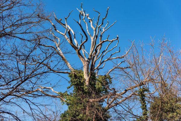 Deadwood Removal in Folsom