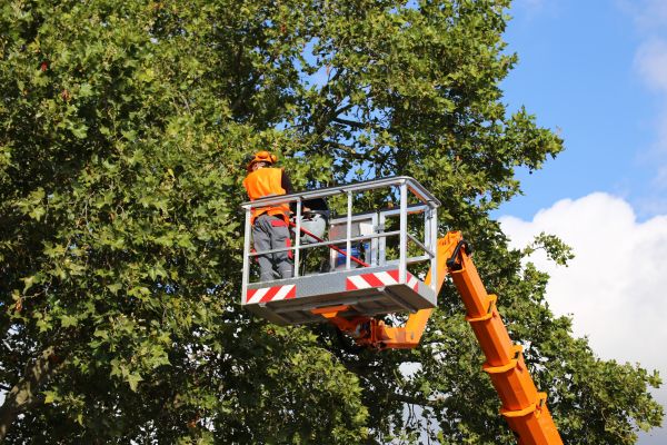 Commercial Tree Service in Folsom