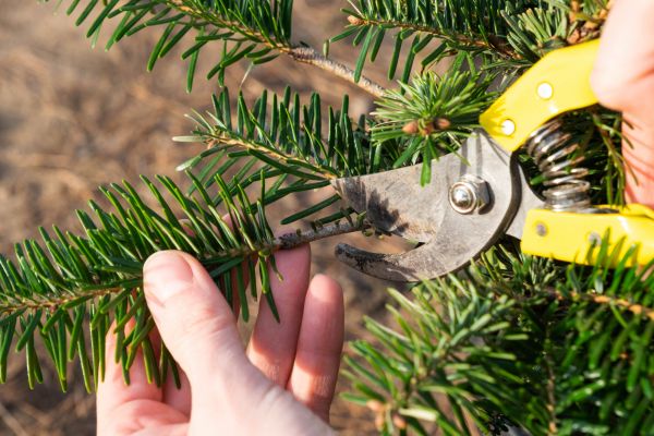 Pine Tree Pruning in Folsom