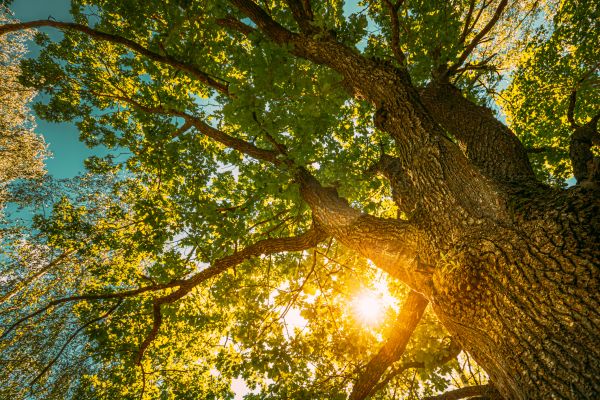 Cost of Oak Tree Pruning in Folsom