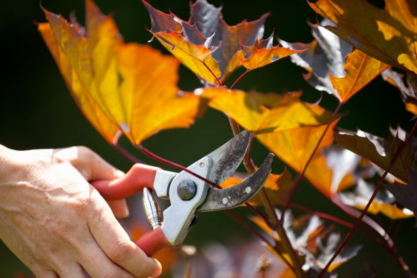 Cost of Maple Tree Pruning in Folsom