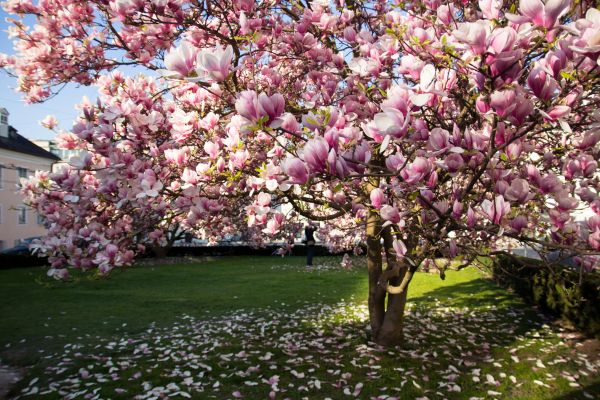 Magnolia Tree Pruning in Folsom