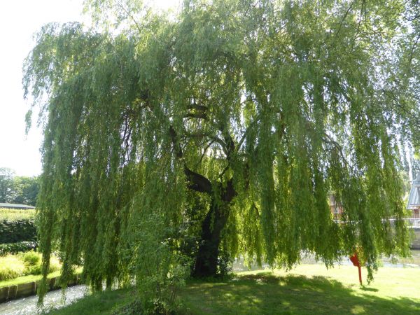 Willow Tree Trimming in Folsom