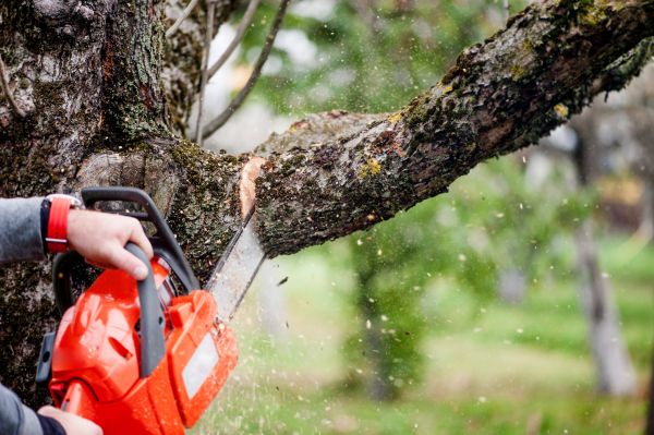 Cost of Tree Limbs Removal in Folsom