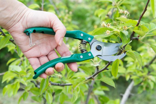 Cost of Pear Tree Pruning in Folsom