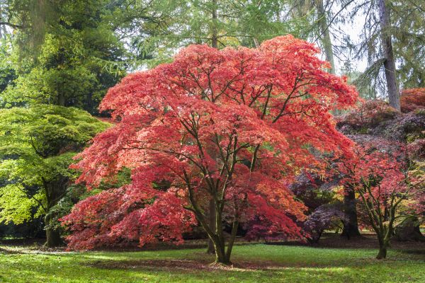 Japanese Maple Pruning in Folsom