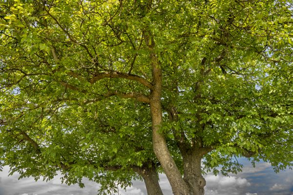 Walnut Tree Trimming in Folsom
