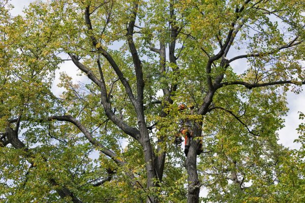 Tree Crown Shaping in Folsom
