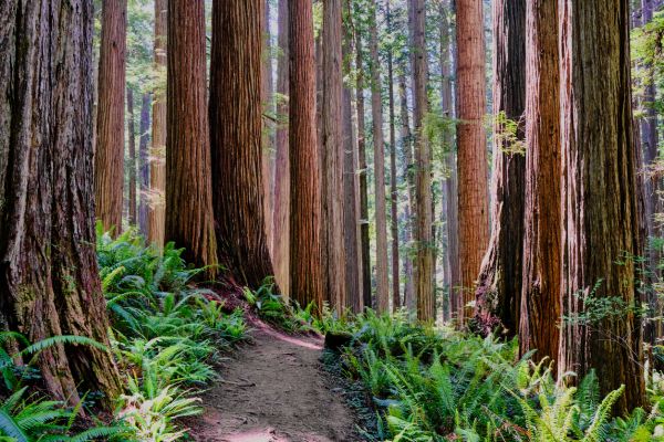 Redwood Tree Trimming in Folsom