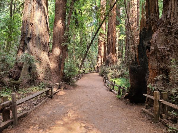 Redwood Tree Pruning in Folsom