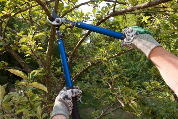 Residential Tree Pruning in Folsom