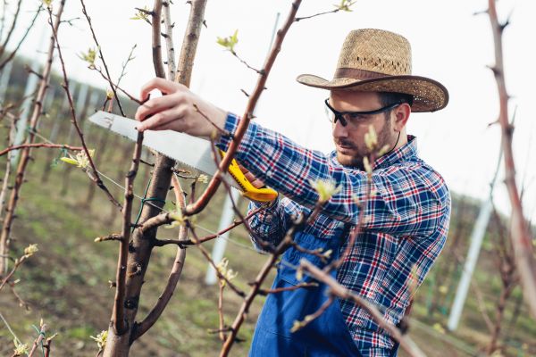 Orchard Tree Pruning in Folsom