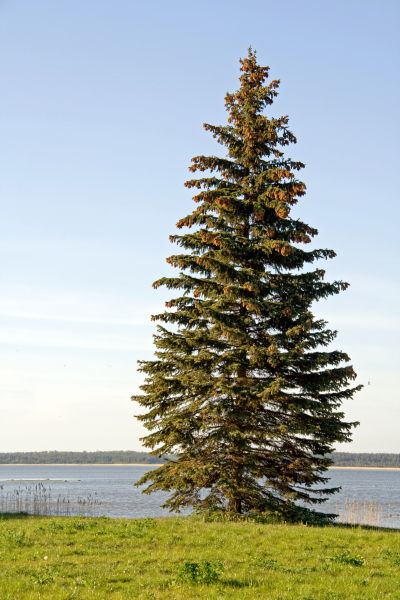 Spruce Tree Pruning in Folsom