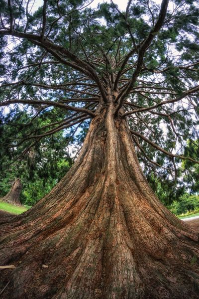 Cedar Tree Pruning in Folsom