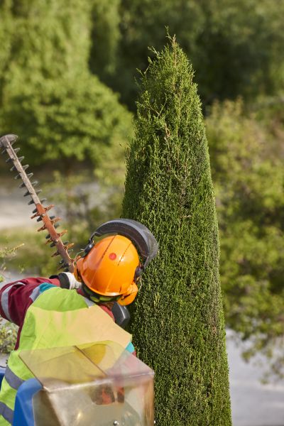 Cypress Tree Trimming in Folsom