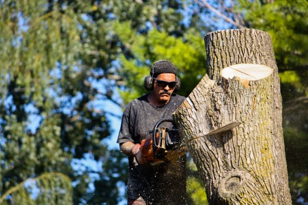 Ash Tree Pruning in Folsom