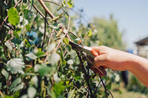 Birch Tree Pruning in Folsom