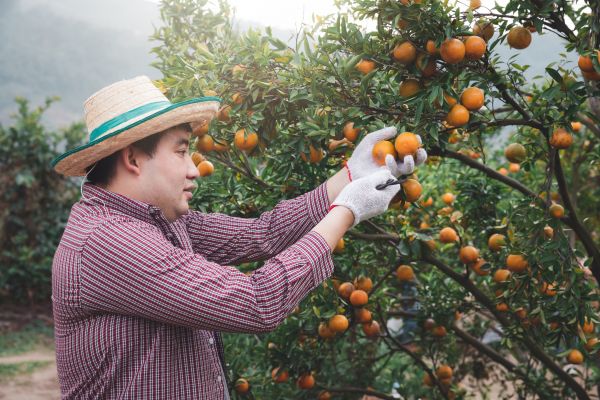 Orange Tree Pruning in Folsom