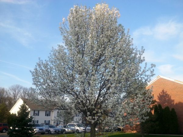 Bradford Pear Tree Pruning in Folsom