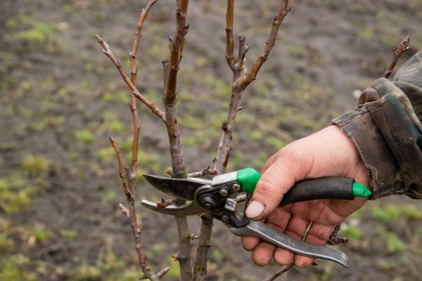 Cost of Pear Trees Pruning in Folsom
