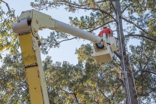 Limbs Trimming in Folsom