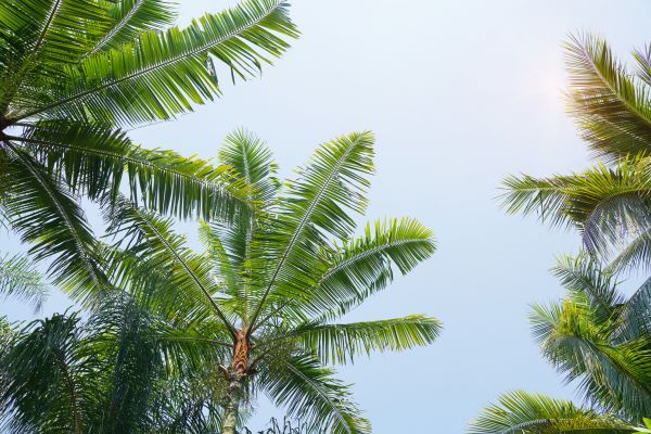 Queen Palm Tree Trimming in Folsom