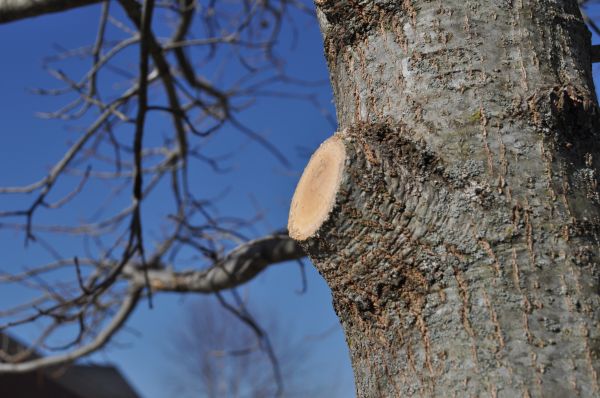 Limb Pruning in Folsom