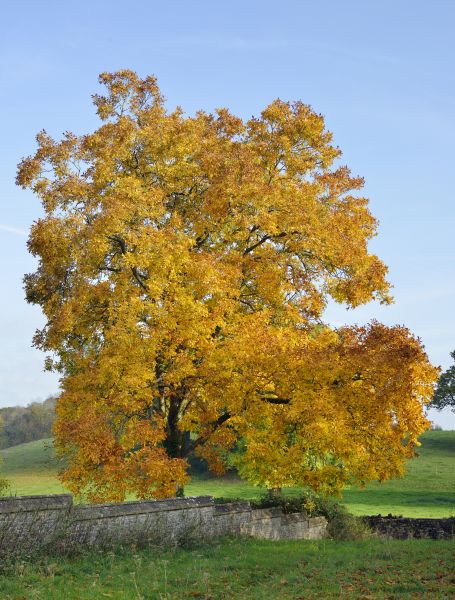 Hickory Tree Trimming in Folsom