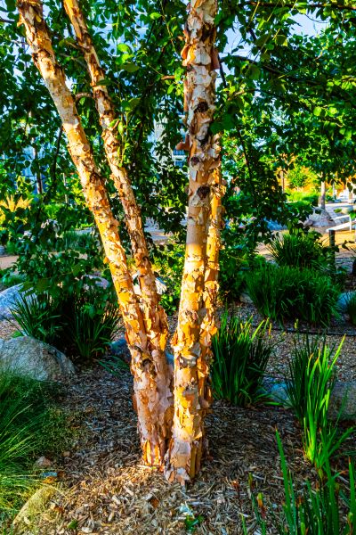 River Birch Trimming in Folsom