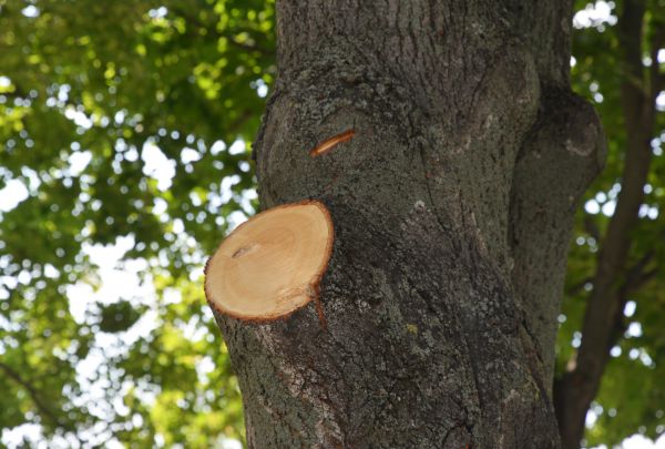 Limb Cutting in Folsom