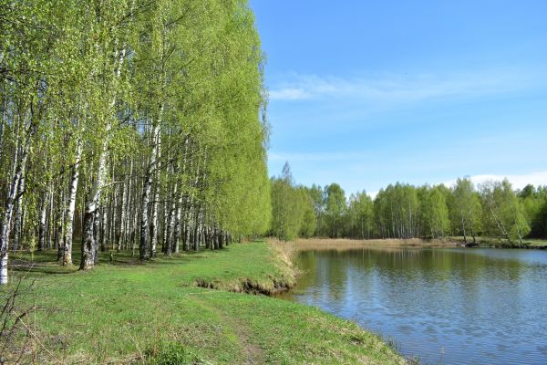River Birch Pruning in Folsom