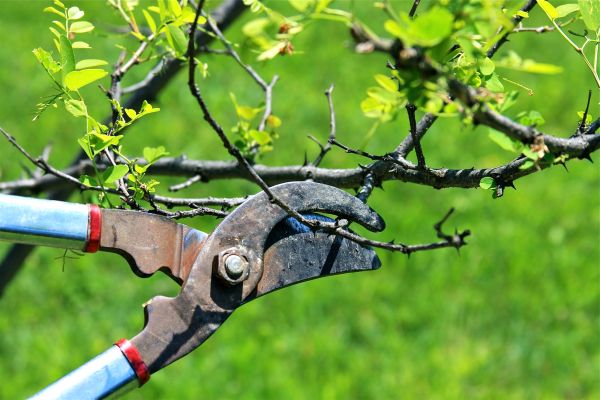 Branches Pruning in Folsom