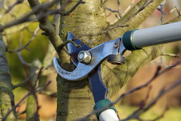 Tree Limb Trimming Service in Folsom